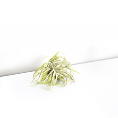 Tillandsia Capitata Peach Air Plant