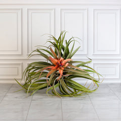 Tillandsia Capitata Peach Air Plant