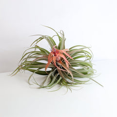 Tillandsia Capitata Peach Air Plant