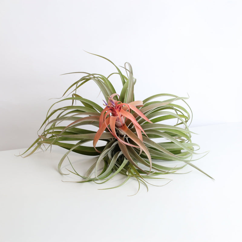 Tillandsia Capitata Peach Air Plant