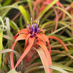 Tillandsia Capitata Peach Air Plant