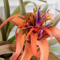 Tillandsia Capitata Peach Air Plant