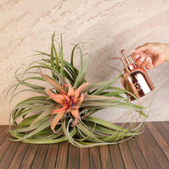 Tillandsia Capitata Peach Air Plant