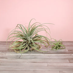 Tillandsia Capitata Peach Air Plant