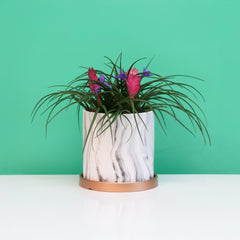 Pink Quill - Tillandsia 'Cyanea'