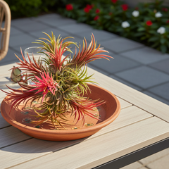 Tillandsia Fuego Ball Air Plant