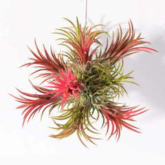 Tillandsia Fuego Ball Air Plant