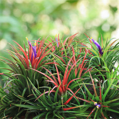 Tillandsia Fuego Ball Air Plant
