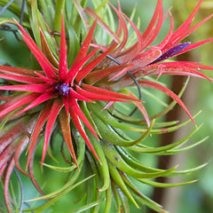 Tillandsia Fuego Ball Air Plant