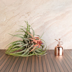 Tillandsia Capitata Peach Air Plant