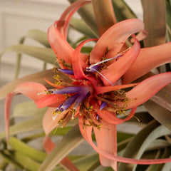 Tillandsia Capitata Peach Air Plant