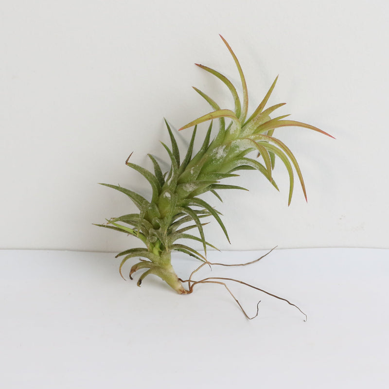 Tillandsia Vanhyniingii Air Plant