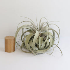 Tillandsia Xerographica Air Plant