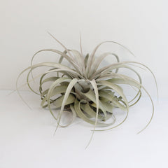 Tillandsia Xerographica Air Plant