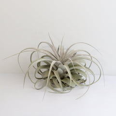 Tillandsia Xerographica Air Plant