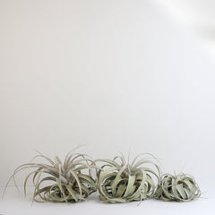 Tillandsia Xerographica Air Plant