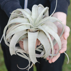 Tillandsia Xerographica Air Plant