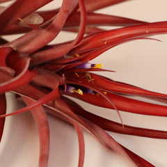 Tillandsia Capitata Red Extra Large
