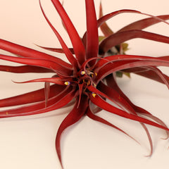Tillandsia Capitata Red Extra Large