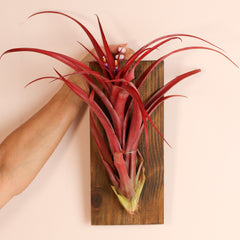 Tillandsia Capitata Red Extra Large