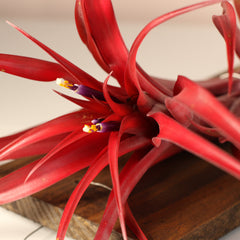 Tillandsia Capitata Red Extra Large