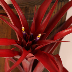 Tillandsia Capitata Red Extra Large