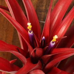 Tillandsia Capitata Red Extra Large