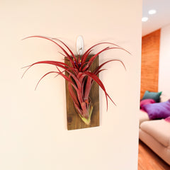 Tillandsia Capitata Red Extra Large