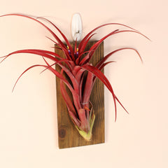 Tillandsia Capitata Red Extra Large