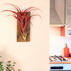 Tillandsia Capitata Red Extra Large
