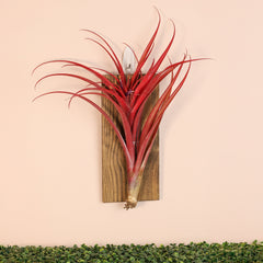 Tillandsia Capitata Red Extra Large