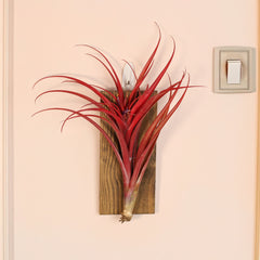 Tillandsia Capitata Red Extra Large