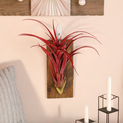 Tillandsia Capitata Red Extra Large