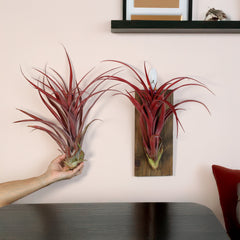 Tillandsia Capitata Red Extra Large