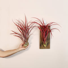 Tillandsia Capitata Red Extra Large