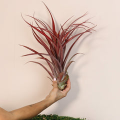 Tillandsia Capitata Red Extra Large