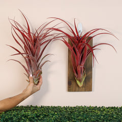 Tillandsia Capitata Red Extra Large