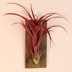 Tillandsia Capitata Red Extra Large
