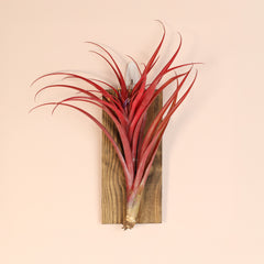 Tillandsia Capitata Red Extra Large