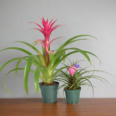 Pink Houseplant Bundle - Guzmania 'Viola' & Tillsandsia 'Cyanea'