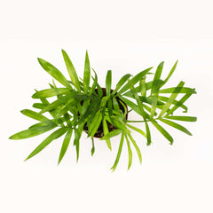 Parlor Palm Neanthe Bella Plant