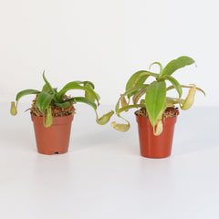 Trap Stars Duo Carnivorous Plant Bundle