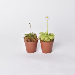 Trap Stars Duo Carnivorous Plant Bundle