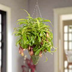 Green Preserved Moss Hanging Cone Basket Triangle Planter