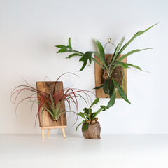Wood You Be Mine Bundle