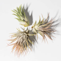 Tillandsia Grower's Choice Airplant 3 Pack Bundle