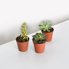 Grower's Choice Succulent Symphony Bundle 3 or 5 pk