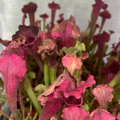 Sarracenia BUG BAT Trumpet Pitcher Carnivorous Plant