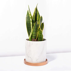 Variegated Golden Edge Sansevieria Snake Plant