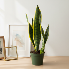 Variegated Golden Edge Sansevieria Snake Plant